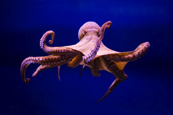 Kraken официальный сайт ссылка через tor