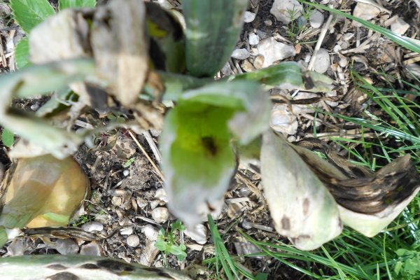Ссылка на сайт гидра в тор браузере