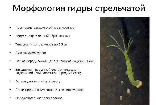 Кракен сайт 1kraken me